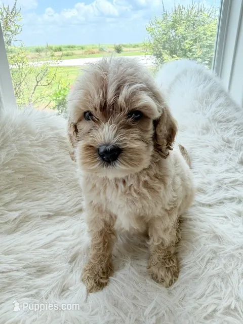 Sheldon – Goldendoodle puppy for sale in San Antonio, TX
