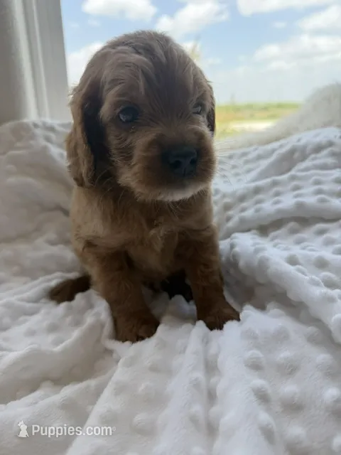 Dallas – Goldendoodle puppy for sale in San Antonio, TX