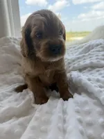 Dallas, a male Goldendoodle for sale in San Antonio, TX – 1 of 4