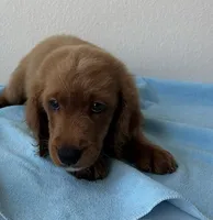 Copper, a male Goldendoodle for sale in San Antonio, TX – 5 of 6