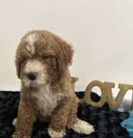 Wyatt, a male Goldendoodle for sale in San Antonio, TX – 9 of 9