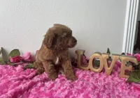Eve, a female Goldendoodle for sale in San Antonio, TX – 8 of 9
