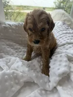 Denver, a male Goldendoodle for sale in San Antonio, TX – 2 of 3