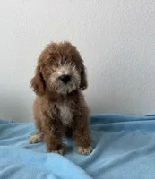 Denver, a male Goldendoodle for sale in San Antonio, TX – 2 of 5