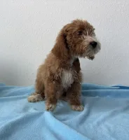 Denver, a male Goldendoodle for sale in San Antonio, TX – 3 of 5