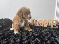 Clint, a male Goldendoodle for sale in San Antonio, TX – 3 of 6