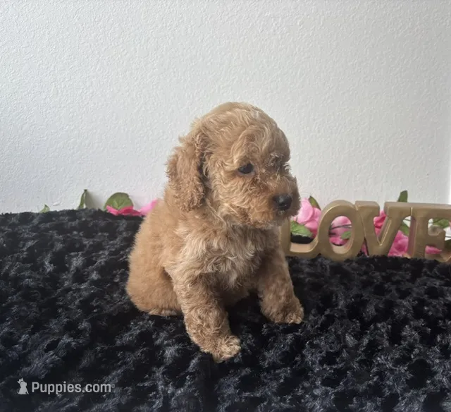 Brody – Goldendoodle puppy for sale in San Antonio, TX
