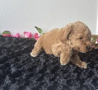 Brody, a male Goldendoodle for sale in San Antonio, TX – 2 of 10