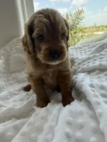 Dallas, a male Goldendoodle for sale in San Antonio, TX – 4 of 4
