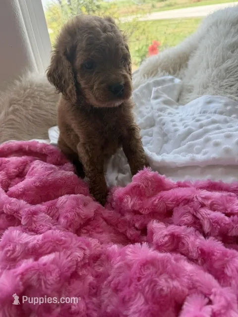 Lucy – Goldendoodle puppy for sale in San Antonio, TX