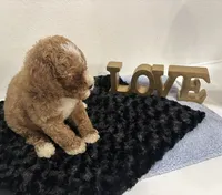 Wyatt, a male Goldendoodle for sale in San Antonio, TX – 4 of 9