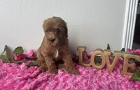 Eve, a female Goldendoodle for sale in San Antonio, TX – 9 of 9