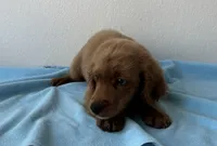 Copper, a male Goldendoodle for sale in San Antonio, TX – 4 of 6