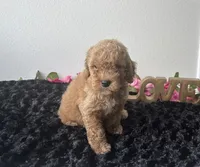 Brody, a male Goldendoodle for sale in San Antonio, TX – 5 of 10