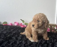 Brody, a male Goldendoodle for sale in San Antonio, TX – 9 of 10