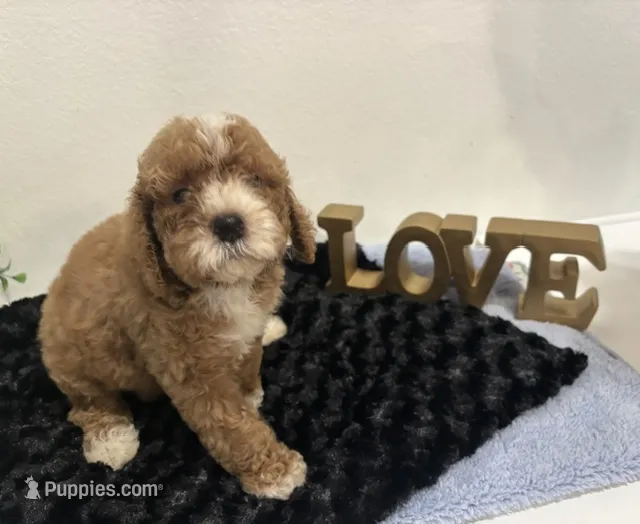 Wyatt – Goldendoodle puppy for sale in San Antonio, TX