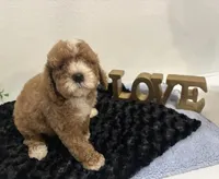 Wyatt, a male Goldendoodle for sale in San Antonio, TX – 1 of 9