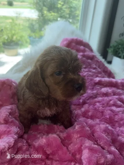 Petunia – Goldendoodle puppy for sale in San Antonio, TX
