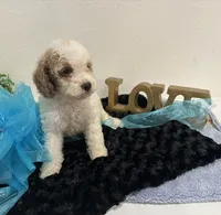 Dexter, a male Goldendoodle for sale in San Antonio, TX – 4 of 7