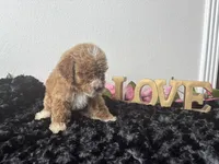 Clint, a male Goldendoodle for sale in San Antonio, TX – 2 of 6