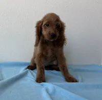 Blaze, a male Goldendoodle for sale in San Antonio, TX – 3 of 7