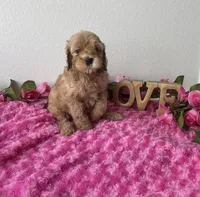 Blaire, a female Goldendoodle for sale in San Antonio, TX – 5 of 7