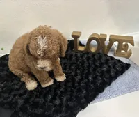 Wyatt, a male Goldendoodle for sale in San Antonio, TX – 8 of 9
