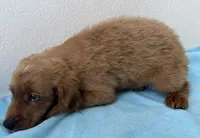 Copper, a male Goldendoodle for sale in San Antonio, TX – 6 of 6