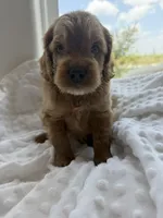 Dallas, a male Goldendoodle for sale in San Antonio, TX – 2 of 4