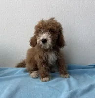 Denver, a male Goldendoodle for sale in San Antonio, TX – 5 of 5