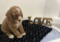 Wyatt, a male Goldendoodle for sale in San Antonio, TX – 5 of 9