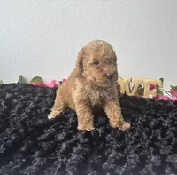Brody, a male Goldendoodle for sale in San Antonio, TX – 7 of 10