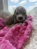 Ginger, a female Goldendoodle for sale in San Antonio, TX – 2 of 4