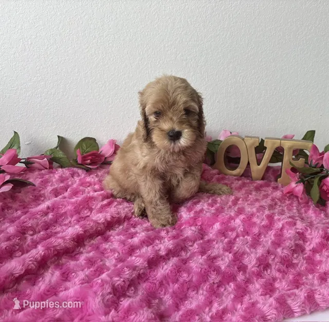 Blaire – Goldendoodle puppy for sale in San Antonio, TX