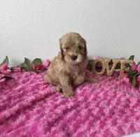 Blaire, a female Goldendoodle for sale in San Antonio, TX – 1 of 7