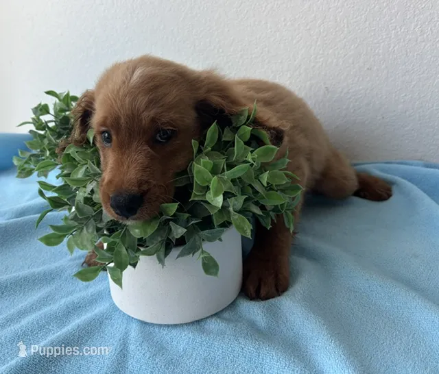 Copper – Goldendoodle puppy for sale in San Antonio, TX