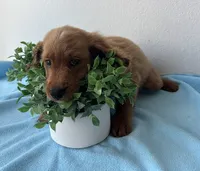 Copper, a male Goldendoodle for sale in San Antonio, TX – 1 of 6