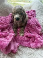 Ginger, a female Goldendoodle for sale in San Antonio, TX – 1 of 4