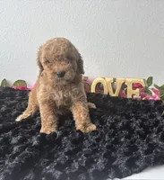 Brody, a male Goldendoodle for sale in San Antonio, TX – 8 of 10