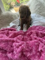 Lucy, a female Goldendoodle for sale in San Antonio, TX – 3 of 6