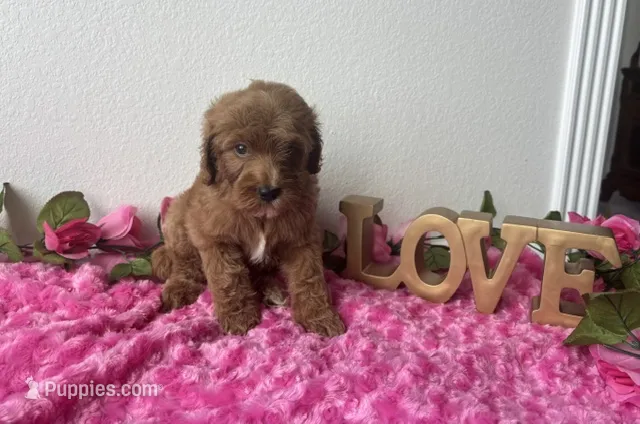 Eve – Goldendoodle puppy for sale in San Antonio, TX