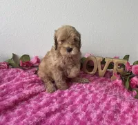 Blaire, a female Goldendoodle for sale in San Antonio, TX – 3 of 7
