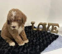 Wyatt, a male Goldendoodle for sale in San Antonio, TX – 7 of 9