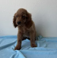 Blaze, a male Goldendoodle for sale in San Antonio, TX – 7 of 7