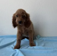 Baxter, a male Cockapoo for sale in San Antonio, TX – 2 of 2