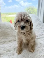 Sheldon, a male Goldendoodle for sale in San Antonio, TX – 2 of 2