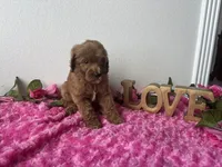 Eve, a female Goldendoodle for sale in San Antonio, TX – 5 of 9