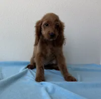 Baxter, a male Cockapoo for sale in San Antonio, TX – 7 of 8