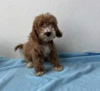 Denver, a male Goldendoodle for sale in San Antonio, TX – 4 of 5