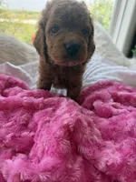 Lucy, a female Goldendoodle for sale in San Antonio, TX – 5 of 6